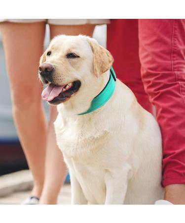 Joytale Reflective Dog Collar - Adjustable & Padded Nylon Collar for Dogs - 12 Colors - Small to Extra Large Sizes - Teal - Buy Online on SooperMarket.com
