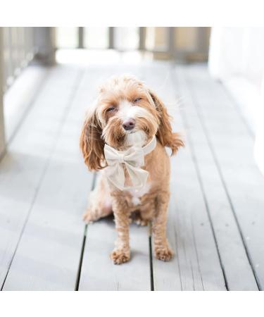 Comfortable Silk Dog Collar with Removable Fly for Small Dogs | Lionet Paws - 25-40cm White - Buy Online on SooperMarket.com