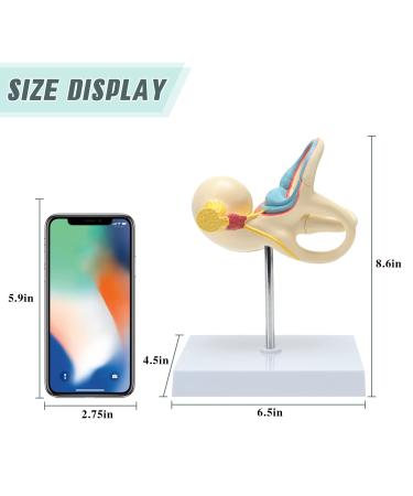 RONTEN Inner Ear Model - 8X Life-Size Medical Anatomy Model - Buy Online on SooperMarket.com