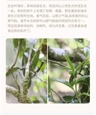 Pu-erh tea 2016 Jingmai 357g.Raw - Buy Online on SooperMarket.com