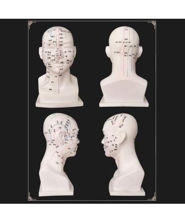 30 cm acupoint Head Model in Medical Body Meridian Teaching Diagram Acupuncture Multi-Functional Head Exquisite Display Room - Buy Online on SooperMarket.com