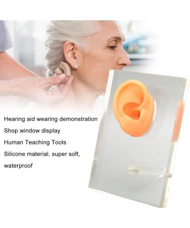 Silicone Right Ear Model with Fine Details - Ideal for ENT Hospitals - Buy Online on SooperMarket.com