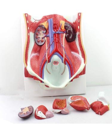 Model of Human Urinary System Urinary System Model Female Male Male Bladder Cavity Abdominal Abdominal Rear Wall Model