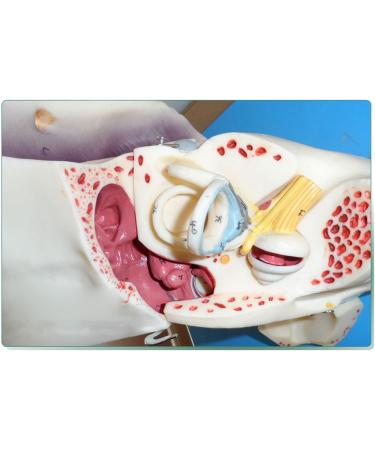 Human Medical Ear Anatomic Model of The Inner Ear of The Inner Ear of The Eardrum The Temporal Bone Ear Nose and Throat for Veterinary Anatomy Learning - Buy Online on SooperMarket.com