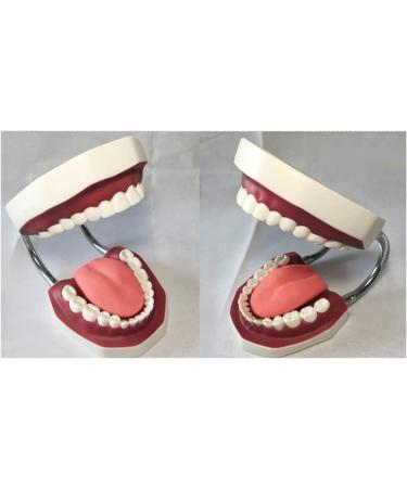 LBYYH Life-Size Dental Teeth Model for Kids - Standard Adult Demonstration Tooth for Early Oral Education & Brushing Practice - Buy Online on SooperMarket.com