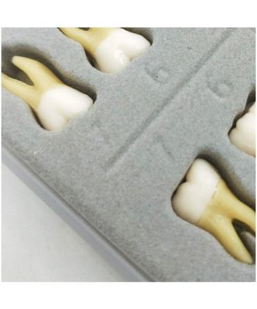 Dental Model - Teeth Model - 28 Pieces Two-Tone Permanent Teeth Study Analysis Demonstration Teeth - Buy Online on SooperMarket.com