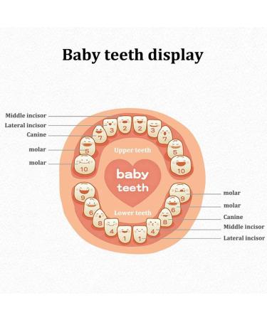 Keyohome Baby Teeth Keepsake Box with Photo Frame - Wooden Organizer for Boys and Girls | Memory Gift with Tweezers & Screwdriver - Buy Online on SooperMarket.com