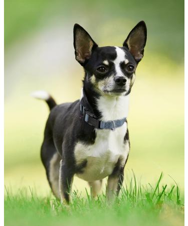 Joytale Reflective Dog Collar for Puppies - XS Grey | Safe & Stylish Pet Accessory (Pack of 1) - Buy Online on SooperMarket.com