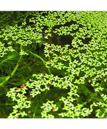 Duckweed Floating Live Plant for Aquarium Garden Pond Duck Weed