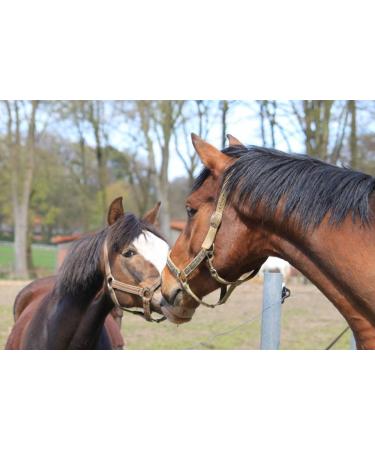 Lucor Root Brush Horse - Long Soft Bristle Mane Comb | Premium Horse Accessories for Shine & Dirt Removal - Buy Online on SooperMarket.com