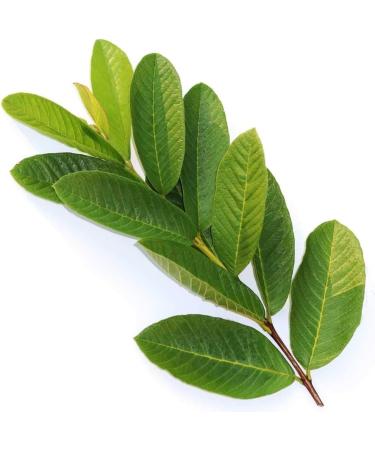 Fresh Organic Guva Leaves | Approx 70G Jumbo | Guva Leaf For Medical | Use Diabetes & Skin Care| Indian Origin|Next Day Shipping By Seelans
