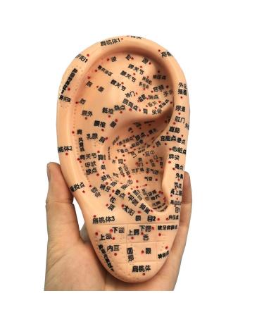 Acupuncture and Moxibustion Model 16cm Ear Point Professional Medical Pressure and Anatomical Tools