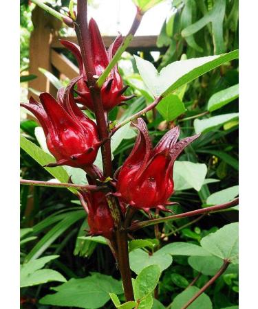 Marssili Bissap Dried Hibiscus Flowers 200g Natural Sorrel from Africa - Buy Online on SooperMarket.com