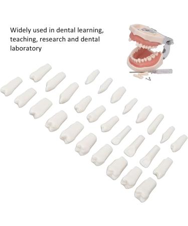 DIY Kit for Artificial Teeth - 28-Part Durable Plastic Typodont for Teaching & Study | Removable Design - Buy Online on SooperMarket.com
