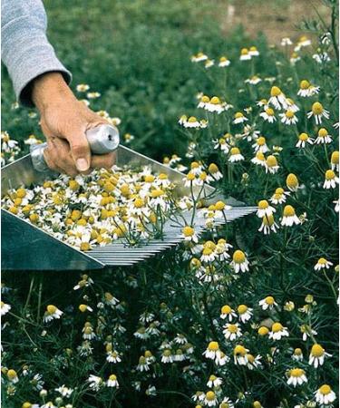 Wild Chamomile Herbs 40g handpicked from Greece Cretan Island mountains. - Buy Online on SooperMarket.com