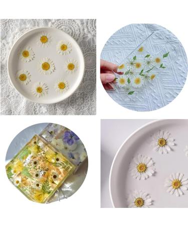 50pcs Natural Dried Daisy Flowers - Vacuum Packed for Decoration & Jewelry Making (5 Colors) - Buy Online on SooperMarket.com