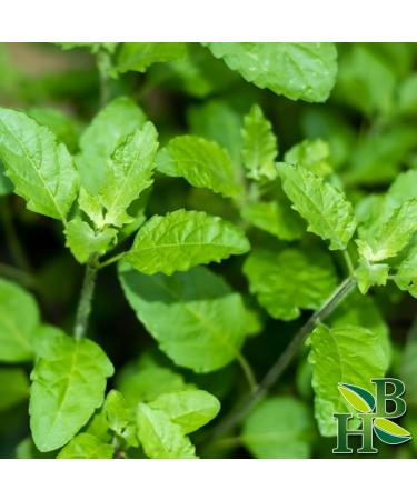 Herb To Body Red Clover Tops C/S | Cut & Sifted | Trifolium Pratense | Wildcrafted | 4oz - Buy Online on SooperMarket.com