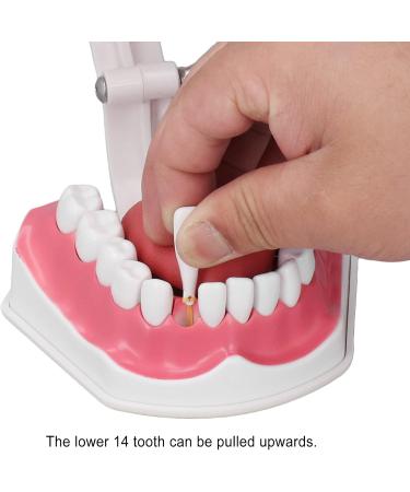 Teeth Model Toothbrushes - Dental Teaching Tool Kit | 120 Open & Clear View for Effective Learning - Buy Online on SooperMarket.com