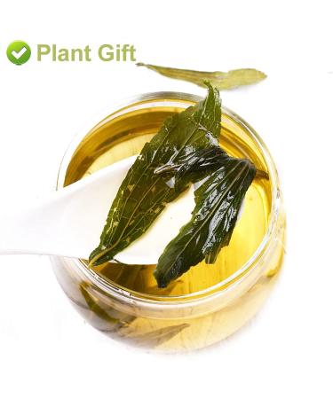 Organic Stevia Leaf Sweet Tea | Herbal Tea | 20g Plant Gift for Health - Buy Online on SooperMarket.com