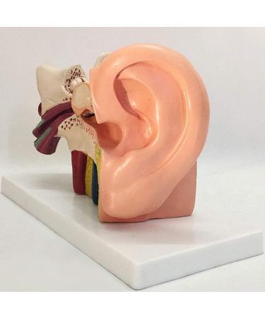 The Size Ear Model 5X Ear Anatomical Model for Inner Ear aids for Teaching Medical and Study of Education - Buy Online on SooperMarket.com