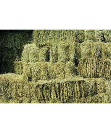 Shorefields Fresh Meadow Hay - Animal Feeding Hay Bale for Rabbits Guinea Pig Horses Hamsters Ponies - Nutritious Grasses & Wildflowers Blend - Green & Dust Free