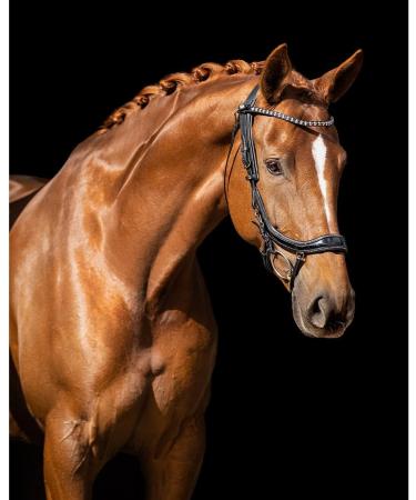 Buy Presteq Bridle FaySport Glitter PresTec Black - Full/WB - International Shipping Available - Buy Online on SooperMarket.com