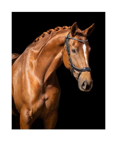 Buy Presteq Bridle FaySport Glitter PresTec Black - Cob/VB | Premium Equestrian Gear Shipping Worldwide - Buy Online on SooperMarket.com