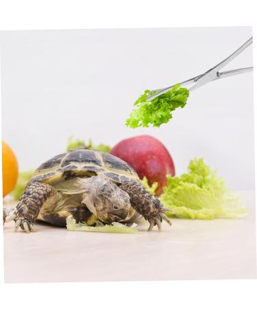BCOATH Reptile Feeding Clip Lizard Stuff Feeding Tongs Snake Tongs Stainless Steel Silver - Buy Online on SooperMarket.com