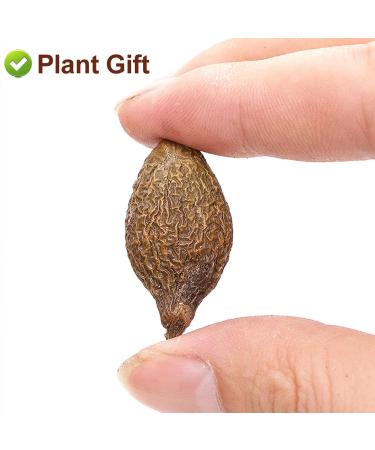 Malva Nut 125G - Fat Dried Sterculia Lychnophora | Premium Pangdahai Chinese Health Tea | International Shipping - Buy Online on SooperMarket.com