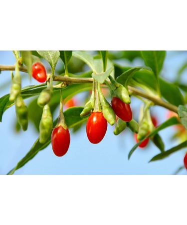 6 lbs Goji Berries | Non-GMO, Sun-Dried & Juicy | High in Iron, Vitamins A & C | Vegan Fruit Snack for Baking, Tea, Smoothie & Yogurt | Bulk Pack of 1 - Buy Online on SooperMarket.com