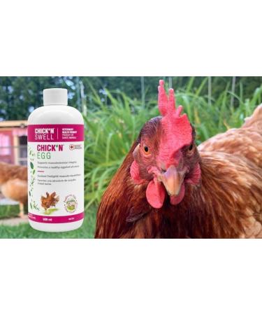 Premium Poultry Calcium Supplement for Bone Health & Egg Production-Chick N Egg from Chick N Swell Brand- for All Poultry. 500 ml- Makes 300 liters. - Buy Online on SooperMarket.com