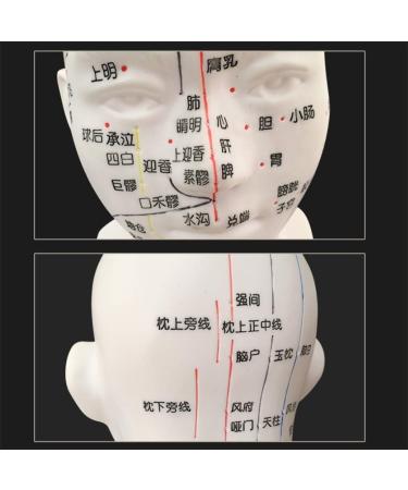 30 cm acupoint Head Model in The Medical Body Meridian Teaching Diagram Acupuncture Multi-Functional Head Model Room - Buy Online on SooperMarket.com