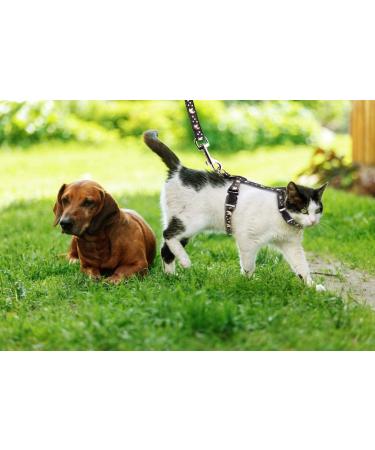 Gold Moons Glow in The Dark Cat Harness and Leash Set for Kittens & Small Animals - Buy Online on SooperMarket.com