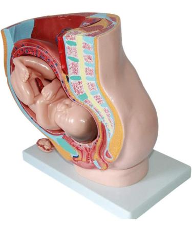 Female Pelvic Pattern with Nine-Month fetal Model. Suitable - Buy Online on SooperMarket.com