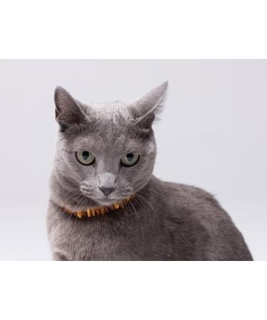 100% Baltic Amber Dog Necklaces & Collars - Natural Tick Protection for Cats & Dogs | Premium Raw Amber from Lithuania - Buy Online on SooperMarket.com