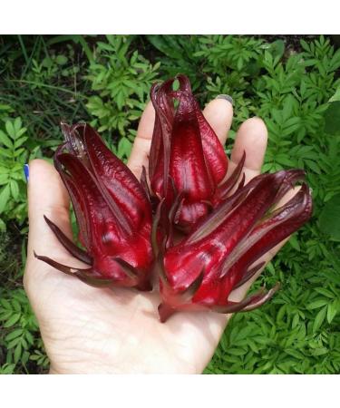 Marssili Bissap Dried Hibiscus Flowers 200g Natural Sorrel from Africa - Buy Online on SooperMarket.com