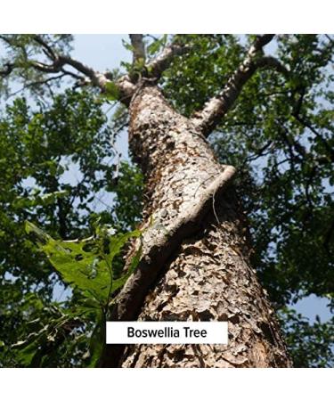 USDA Organic Boswellia Powder - Indian Frankincense Spice Jar for Joint Pain | Banyan Botanicals - Buy Online on SooperMarket.com