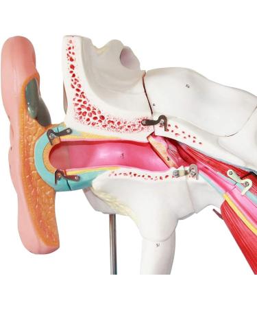 Ear Anatomy Model Human Medical Ear Inner Ear Medium Ear earpted with Enlarged Ear Texture - Buy Online on SooperMarket.com