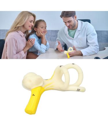 Highly Detailed Inner Ear Labyrinth Model - 5X Magnification PVC Semicircular Canal - Ideal for Teaching and Education - Buy Online on SooperMarket.com