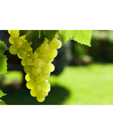 California Jumbo Golden Raisins 1.5 Pounds - Non-GMO, Sun-Dried, Seedless, Kosher, Vegan - Raw Bulk Pack - Buy Online on SooperMarket.com