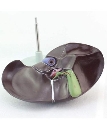 1: 1 Anatomical Human Liver Liver Lobe Gallbladder Model Medical School - Buy Online on SooperMarket.com