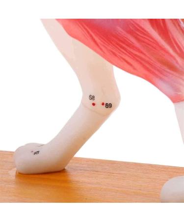 Nicfaky Anatomical Dog Model Acupuncture Anatomy Acupuncture Point Model of the Dog Body with 72 Acupuncture Points Study Model - Buy Online on SooperMarket.com
