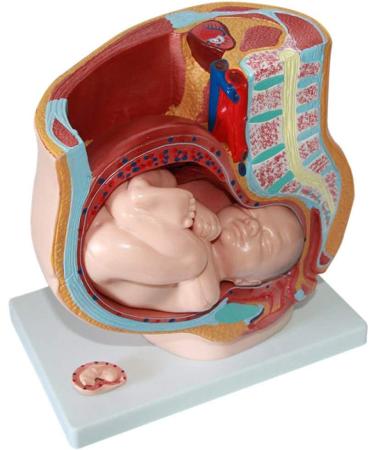 Female Pelvic Pattern with Nine-Month fetal Model. Suitable - Buy Online on SooperMarket.com