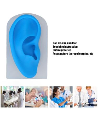 Ear Model ANGGREK Display Ear Model Soft Ear Modeling Tools Teaching Ear Model Elastic Ear Shaping Aids for Showing Learning and Assisting - Buy Online on SooperMarket.com