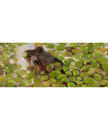 DuckWeed - 1 Large TableSpoon (70 Grams) - tortoise food