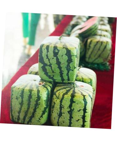 OSALADI 2pcs Pumpkin Fruit Tools Vegetable Growth Mold Large Pole Shaping Mold Watermelon Square Former 15x15cmx2pcs Transparentx2pcs - Buy Online on SooperMarket.com