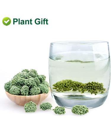 Plant Gift Panax Notoginseng Flower 60G/2.12oz Tienchi Notoginseng Tea Tienchi Ginseng - Buy Online on SooperMarket.com