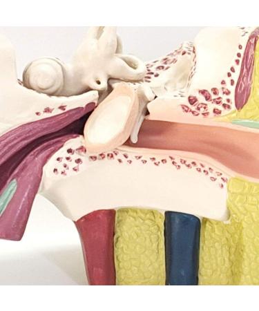 The Size Ear Model 5X Ear Anatomical Model for Inner Ear aids for Teaching Medical and Study of Education - Buy Online on SooperMarket.com
