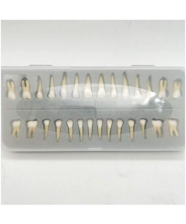 Dental Model - Teeth Model - 28 Pieces Two-Tone Permanent Teeth Study Analysis Demonstration Teeth - Buy Online on SooperMarket.com