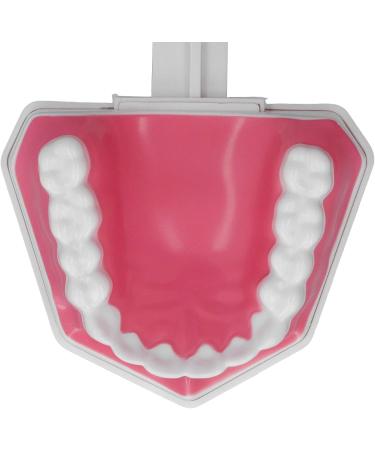 Teeth Model Toothbrushes - Dental Teaching Tool Kit | 120 Open & Clear View for Effective Learning - Buy Online on SooperMarket.com